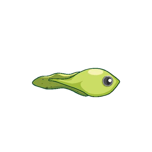 Stage Two: Tadpole